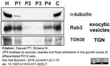 Anti Rat TGN38 Antibody gallery image 3