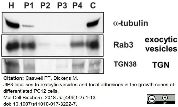 Anti Rat TGN38 Antibody gallery image 3
