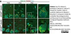 Anti Rat TGN38 Antibody gallery image 4