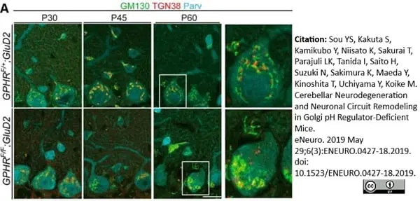 Anti Rat TGN38 Antibody gallery image 4