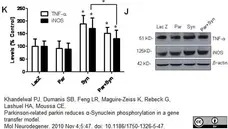 Anti Rat TNF Alpha Antibody gallery image 1