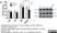 Anti Rat TNF Alpha Antibody thumbnail image 1