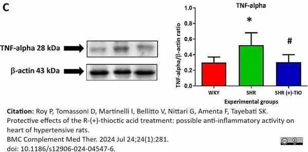 Anti Rat TNF Alpha Antibody gallery image 3