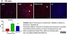 Anti Rat TNF Alpha Antibody gallery image 4