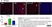 Anti Rat TNF Alpha Antibody thumbnail image 4