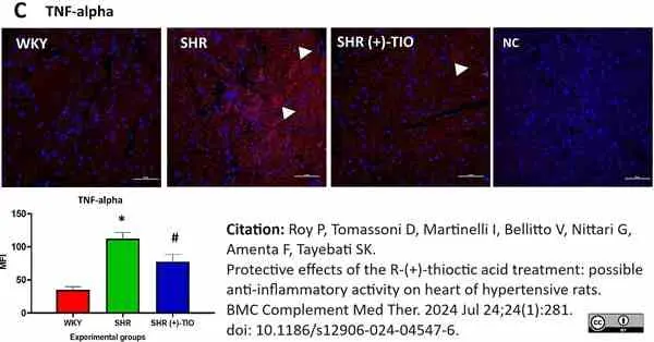 Anti Rat TNF Alpha Antibody gallery image 4