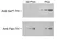 Anti Tyrosine Hydroxylase (pSer40) Antibody thumbnail image 1