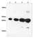 Anti Red Fluorescent Protein Antibody thumbnail image 1
