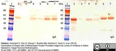Anti Sheep IgA Antibody gallery image 2