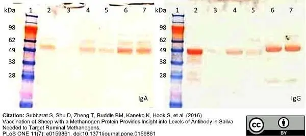 Anti Sheep IgA Antibody gallery image 2