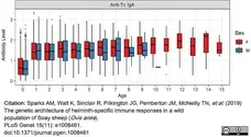 Anti Sheep IgA Antibody gallery image 8