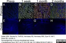 Anti Sheep IgM Antibody gallery image 1