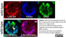 Anti Histone H4 (Ac12) Antibody gallery image 1