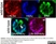 Anti Histone H4 (Ac12) Antibody thumbnail image 1