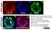 Anti Histone H4 (Ac12) Antibody thumbnail image 1