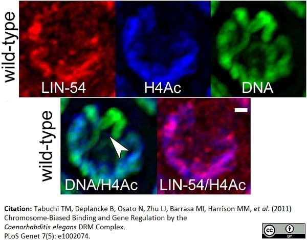 Anti Histone H4 (Ac12) Antibody gallery image 1