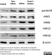 Anti Histone H4 (Ac12) Antibody thumbnail image 2