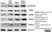 Anti Histone H4 (Ac12) Antibody thumbnail image 2