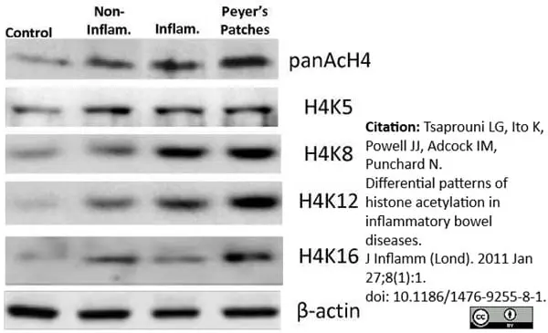 Anti Histone H4 (Ac12) Antibody gallery image 2