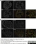 Anti Histone H4 (Ac5) Antibody thumbnail image 4