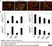 Goat Anti Herpes simplex Virus 1/2 Antibody  thumbnail image 1