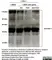 Goat Anti Herpes simplex Virus 1/2 Antibody  thumbnail image 2
