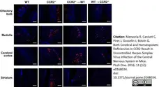 Rabbit Anti Herpes simplex Virus 1/2 Antibody  gallery image 1