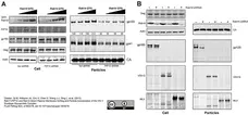 Anti Human Immunodeficiency Virus 1 gp120 Antibody gallery image 1