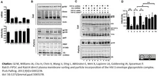 Anti Human Immunodeficiency Virus 1 gp120 Antibody gallery image 2