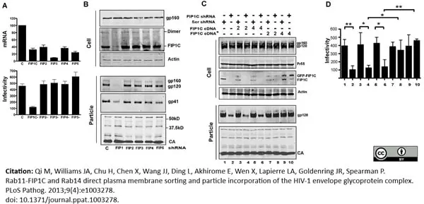 Anti Human Immunodeficiency Virus 1 gp120 Antibody gallery image 2