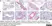 Anti Influenza A H1N1 Antibody thumbnail image 1