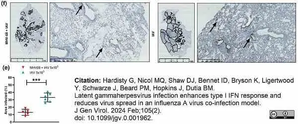 Anti Influenza A H1N1 Antibody gallery image 2
