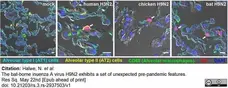 Anti Influenza A H3N2 Antibody gallery image 1