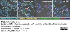 Anti Influenza A H3N2 Antibody gallery image 2