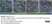 Anti Influenza A H3N2 Antibody thumbnail image 2