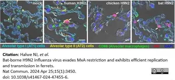 Anti Influenza A H3N2 Antibody gallery image 2