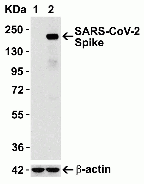 Anti SARS-CoV-2 Spike Protein Antibody gallery image 1