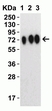 Anti SARS-CoV-2 Spike Protein Cleavage Site Antibody thumbnail image 3