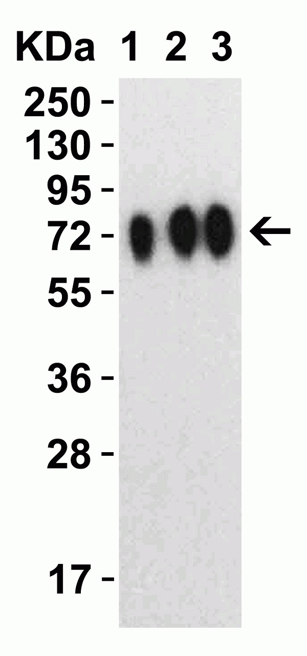 Anti SARS-CoV-2 Spike Protein Cleavage Site Antibody gallery image 3