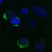 Anti SARS-CoV-2 Spike Protein Rbd Antibody thumbnail image 2