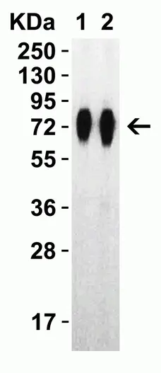 Anti SARS-CoV-2 Spike Protein Rbd Antibody gallery image 6