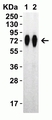 Anti SARS-CoV-2 Spike Protein Rbd Antibody thumbnail image 6