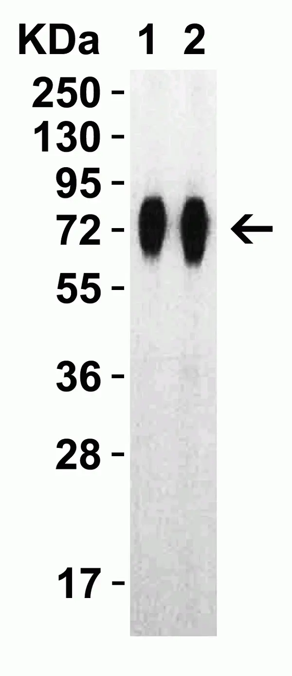 Anti SARS-CoV-2 Spike Protein Rbd Antibody gallery image 6