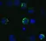 Anti SARS-CoV-2 Spike Protein S1 Antibody thumbnail image 2