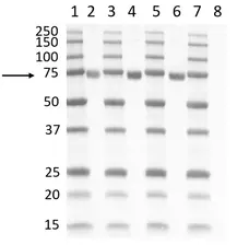 Anti SARS-CoV-2 Spike Protein S2 Antibody gallery image 1