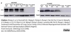 Anti Vaccinia Virus Antibody gallery image 1