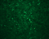 Anti WNV Core Protein (C-Terminal) Antibody gallery image 2