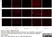 Recombinant Chicken Interferon Alpha thumbnail image 2
