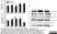 Recombinant Bovine Interferon Gamma thumbnail image 1