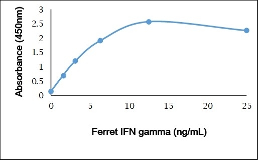 Recombinant Ferret IFN Gamma gallery image 1